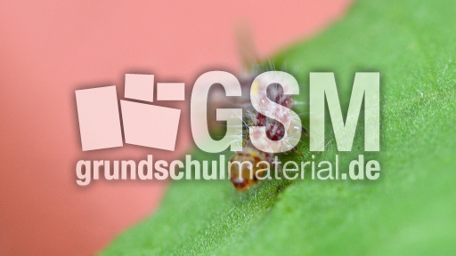 Schmetterlingsraupe (13).jpg